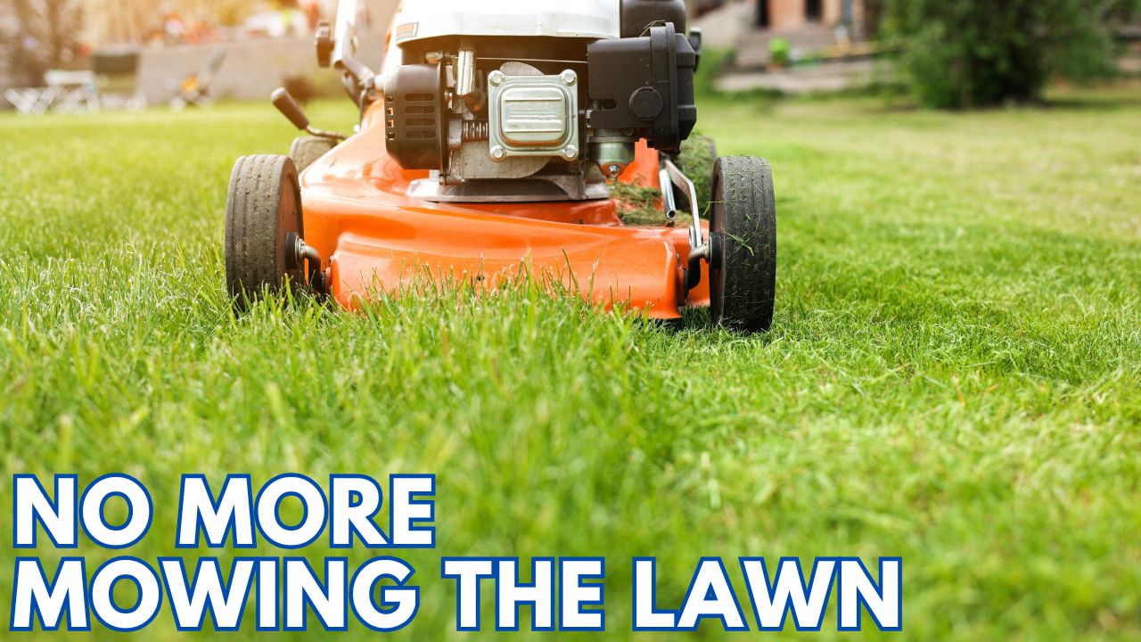 NO MORE MOWING THE LAWN