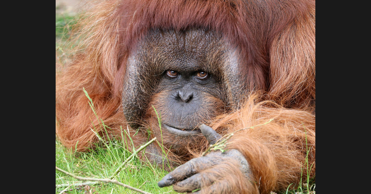 ROCKY THE 'TALKING' ORANGUTAN — Rabbi Pini Dunner